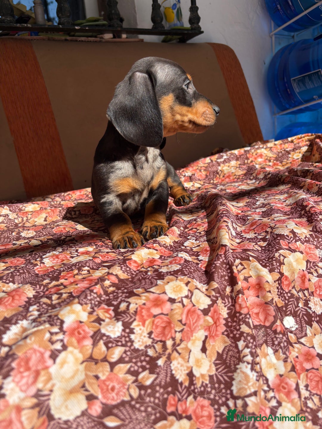 Teckel perros en venta: Teckels mini y kaninchen  - Anuncio 2