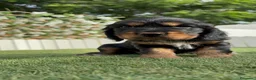 Cocker Spaniel Inglés perros en venta: COCKER SPANIEL INGLÉS  - Anuncio 21