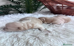 Maltipoo perros en venta: MALTIPOO - Anuncio 15