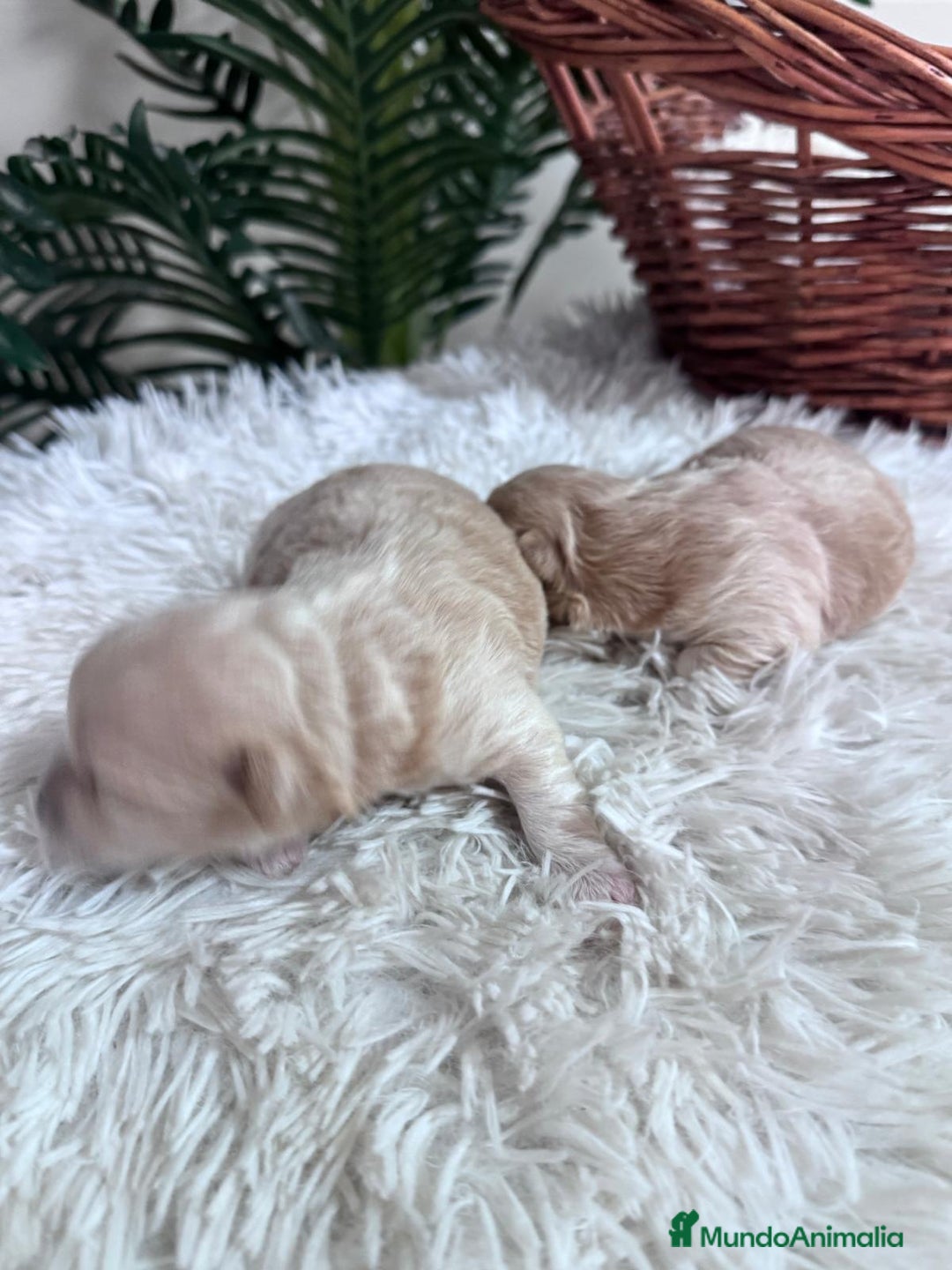 Maltipoo perros en venta: MALTIPOO - Anuncio 15