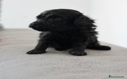 Caniche Toy perros en venta: Caniche toy - Imagen 4