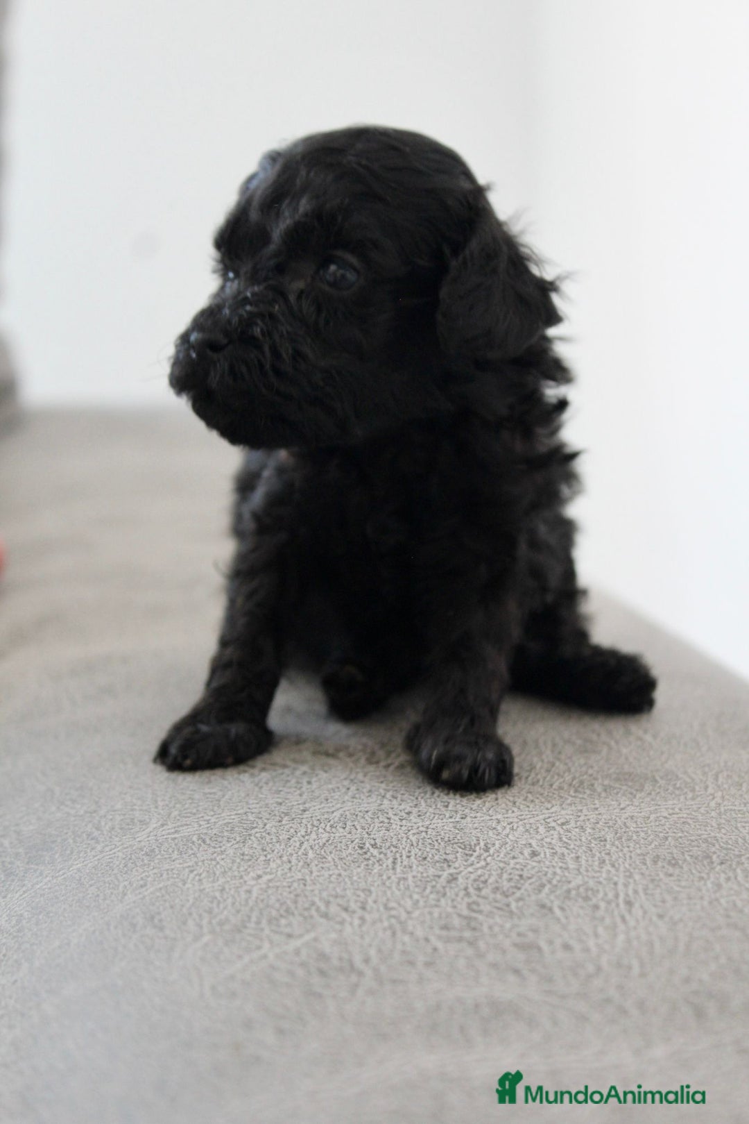 Caniche Toy perros en venta: Caniche toy - Imagen 4