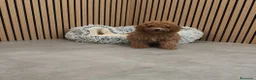 Caniche Toy perros en venta: Caniche Toy Apricot 🐩♂️ - Anuncio 12