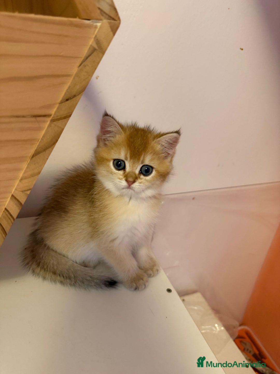 Británico de Pelo Corto gatos en venta: British golden en venta, macho y hembra - Imagen 8