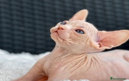 Sphynx gatos en venta: Sphynx gato egipcio  - Imagen 5