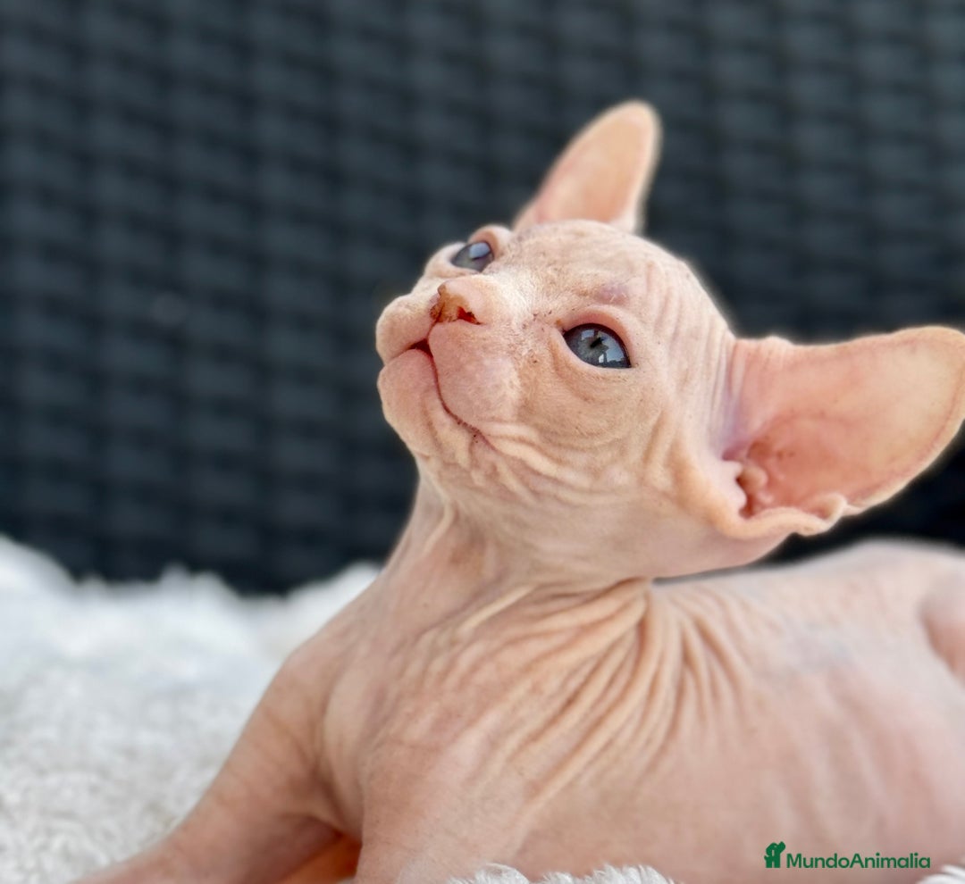 Sphynx gatos en venta: Sphynx gato egipcio  - Imagen 5