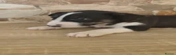 Bull Terrier perros en venta: Bull terrier tricolor en Toledo - Anuncio 5