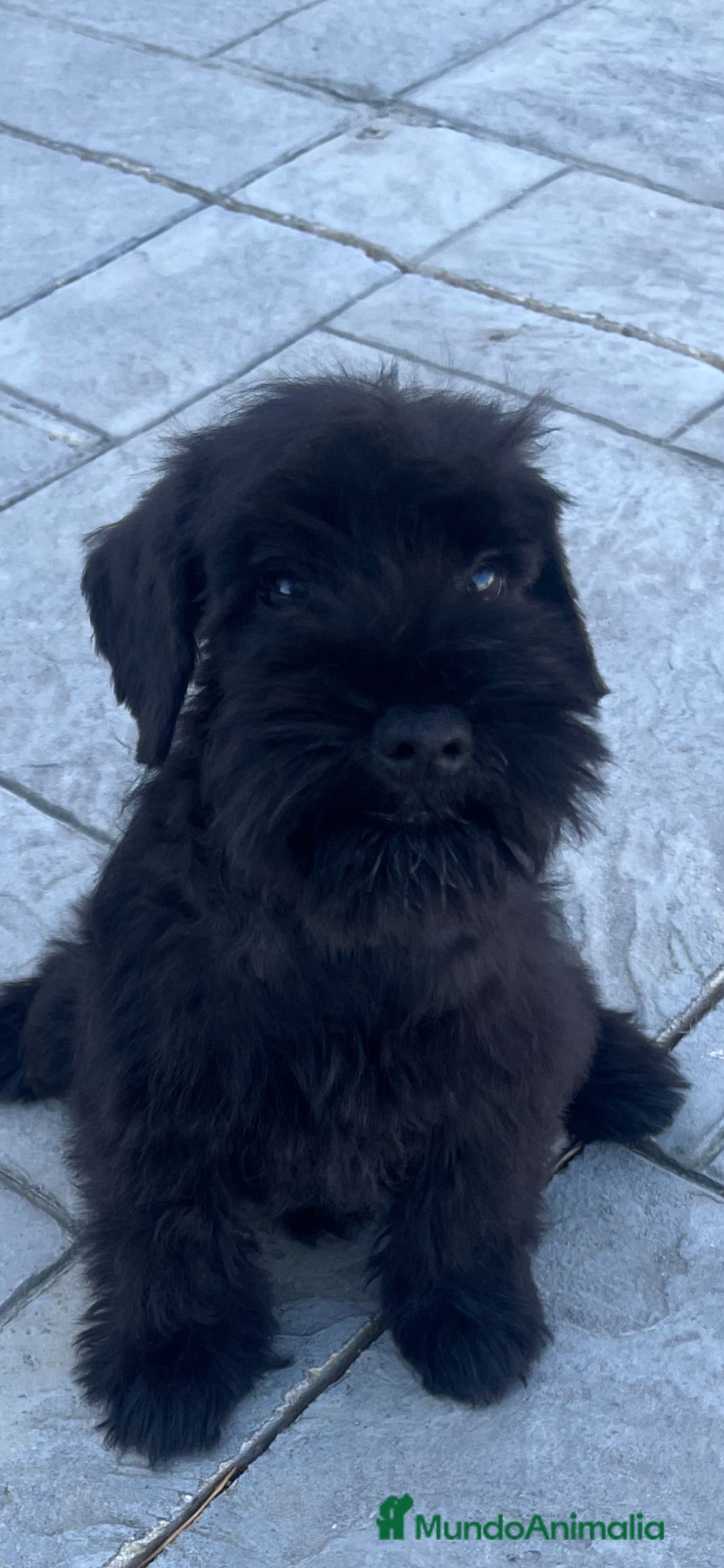 Schnauzer Miniatura perros Schnauzer miniatura negro  - Anuncio 20