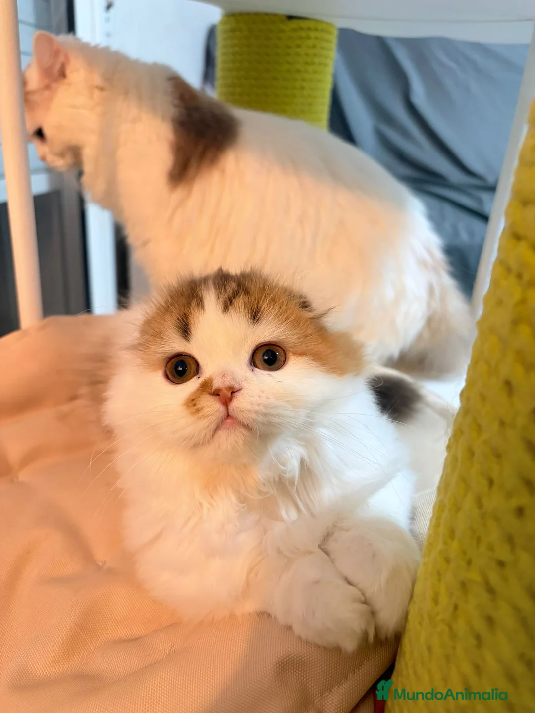 Scottish Fold gatos en venta: Scottish hembra pelo largo - Anuncio 4