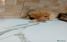 Caniche Enano perros en venta: Caniche pimentón y apricot  - Imagen 11