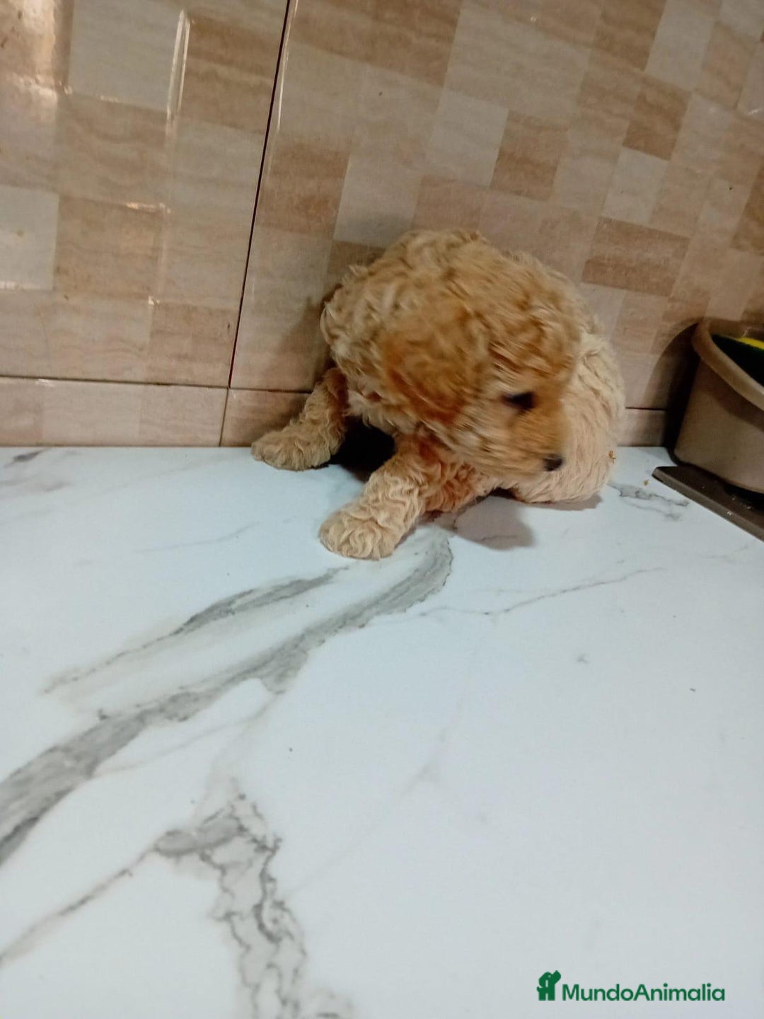 Caniche Enano perros en venta: Caniche pimentón y apricot  - Imagen 11
