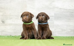 Labrador Retriever perros en venta: LABRADOR CHOCOLATE DISPONIBLE  - Imagen 4
