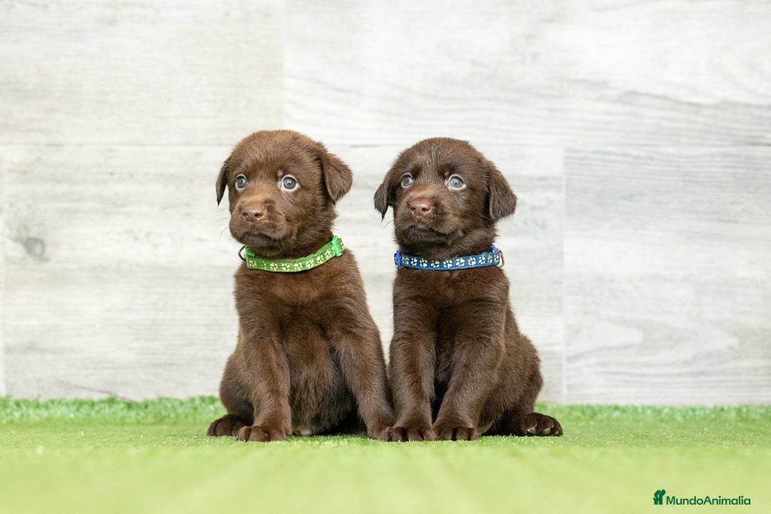Labrador Retriever perros en venta: LABRADOR CHOCOLATE DISPONIBLE  - Imagen 4