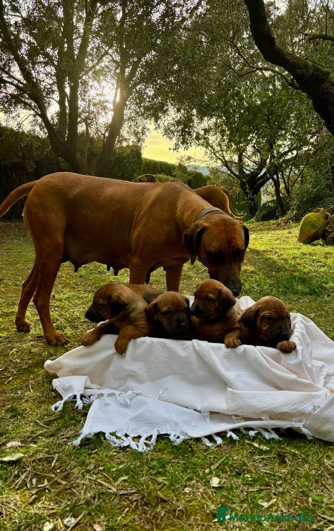 Rhodesian Ridgeback perros en venta: Rodhesian Ridgeback cachorros - Anuncio 5