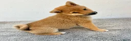 Shiba Inu perros en venta: Shiba Inu Hembra - Anuncio 21