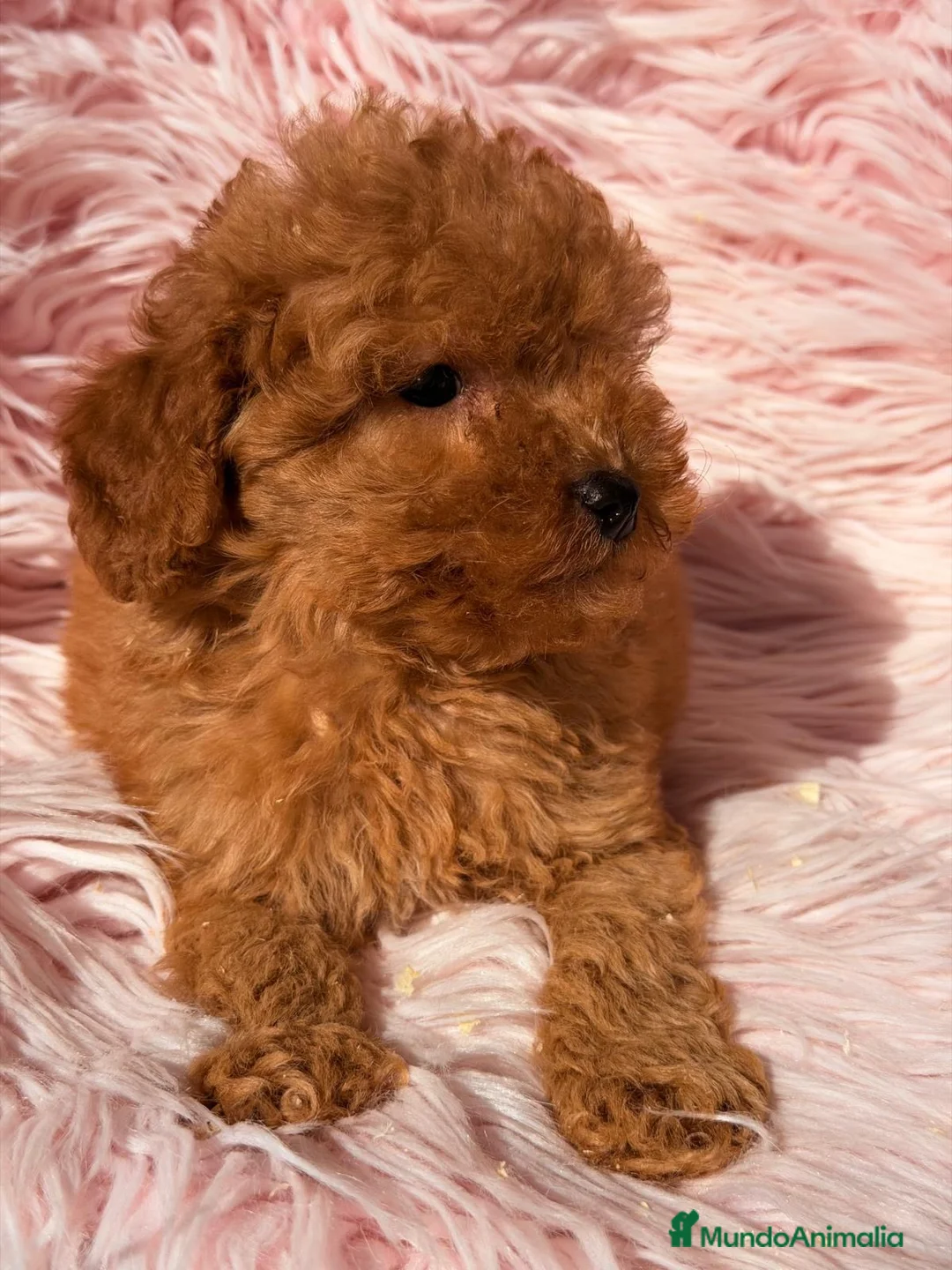 Maltipoo perros en venta: Hembra maltipoo roja - Anuncio 1