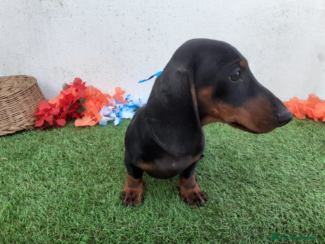 Teckel perros en venta: Machotes guapos de Teckel  - Imagen 6