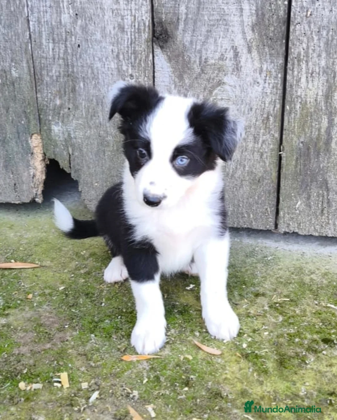 Border Collie perros en venta: Cachorros border collie varios colores! - Anuncio 1