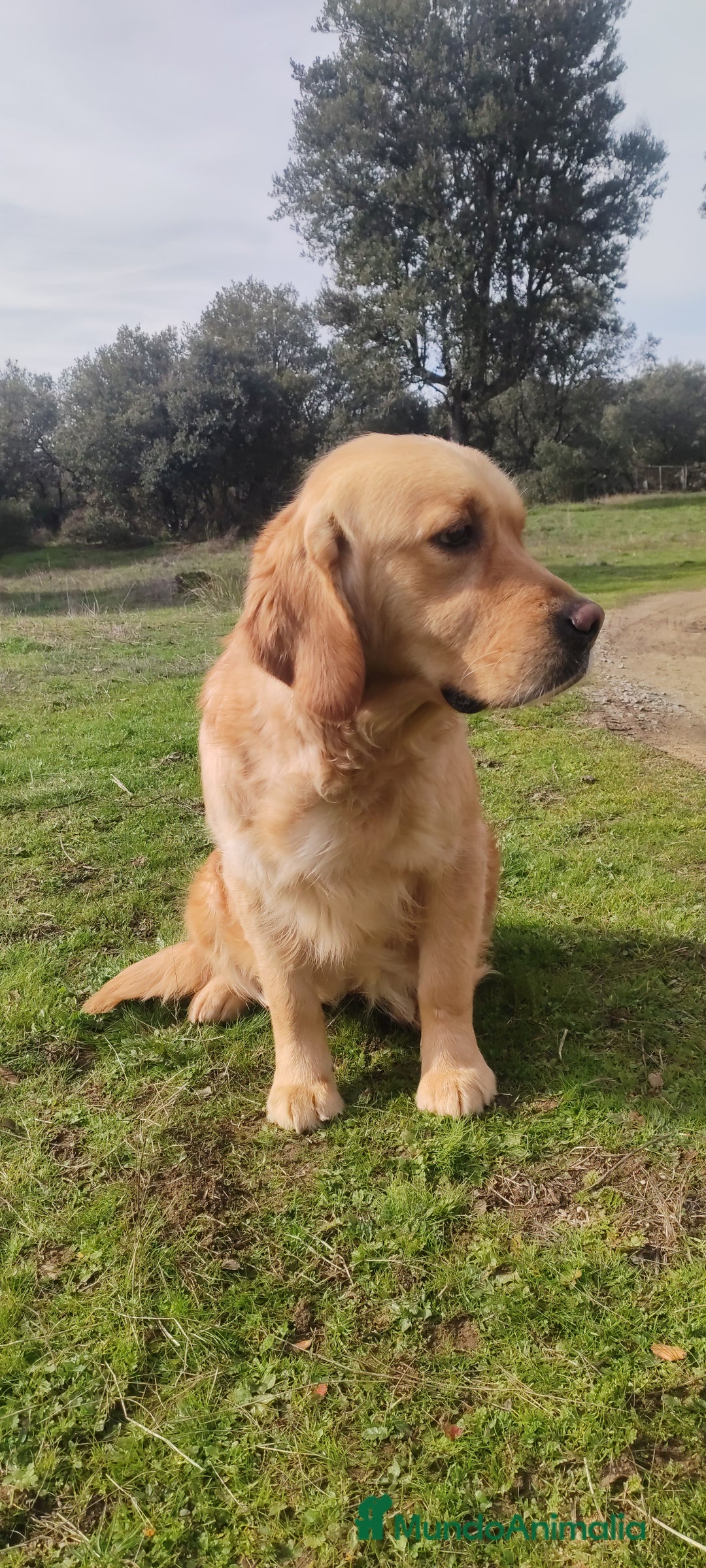 Golden Retriever perros en venta: Golden Retriever - Anuncio 6