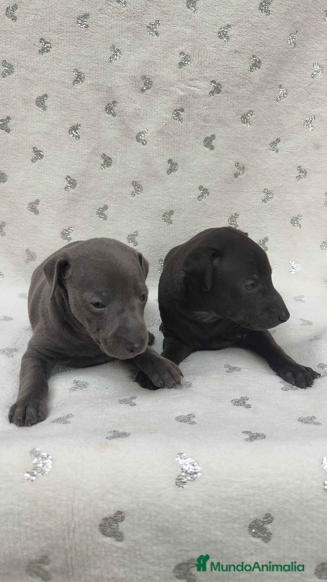 Pequeño Lebrel Italiano perros Pequeño lebrel Italiano macho - Anuncio 2