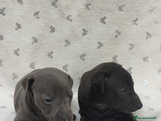 Pequeño Lebrel Italiano perros Pequeño lebrel Italiano macho - Anuncio 1