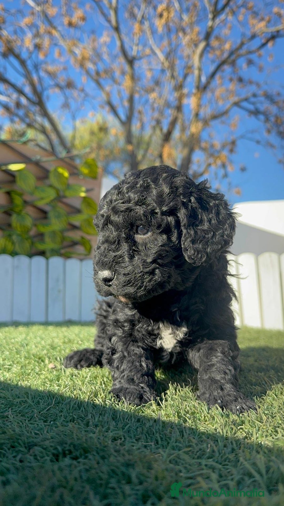 Perro de Agua Español perros en venta: PERRO DE AGUA HEMBRA - Anuncio 5