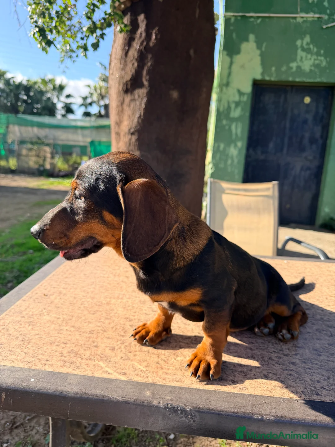 Teckel perros en venta: Teckel negro fuego hembra - Anuncio 6