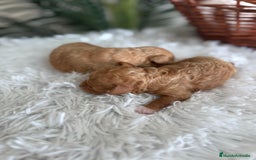 Caniche Toy perros en venta: CANICHE TOY HEMBRA - Imagen 7