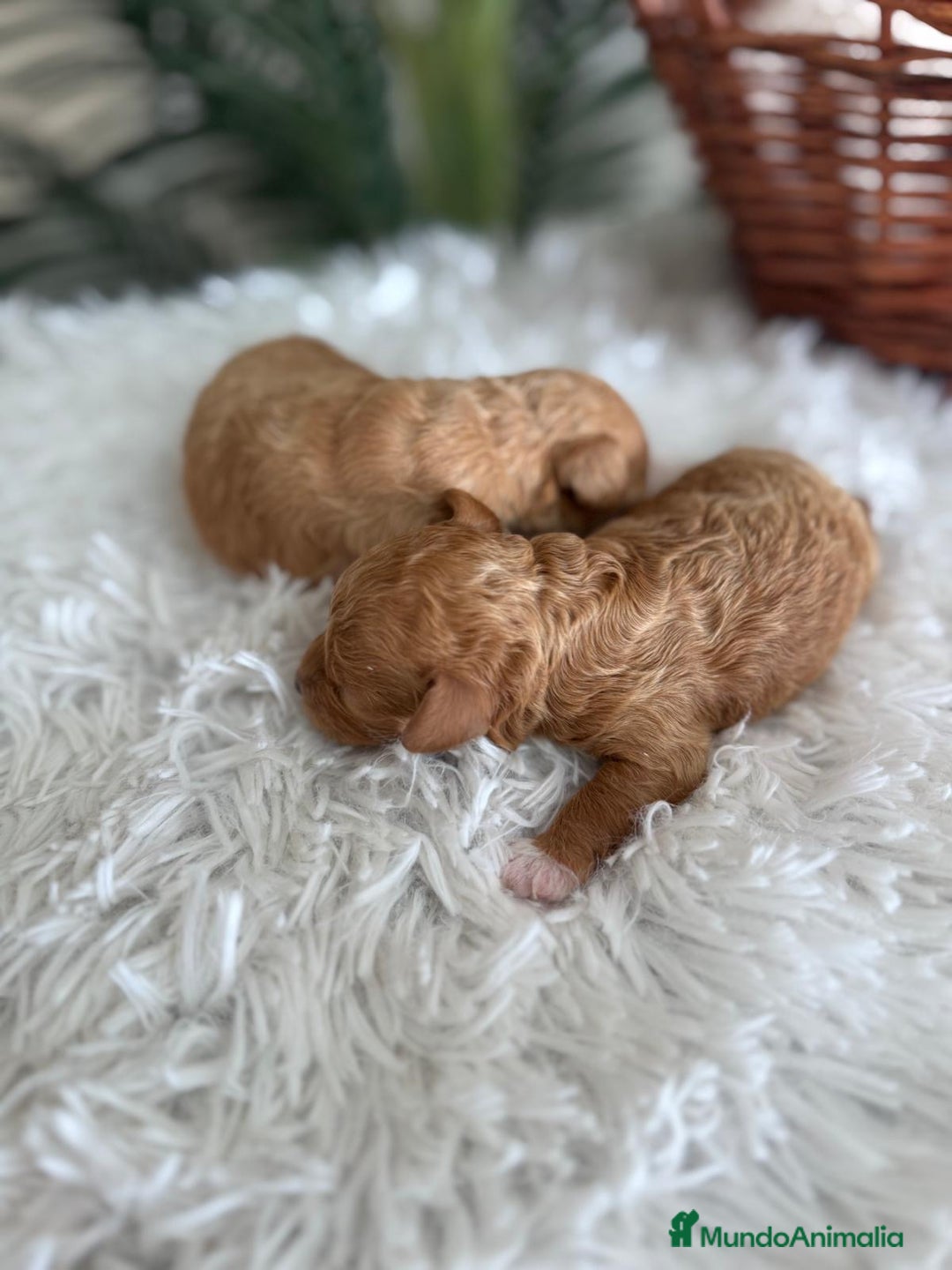 Caniche Toy perros en venta: CANICHE TOY HEMBRA - Imagen 7