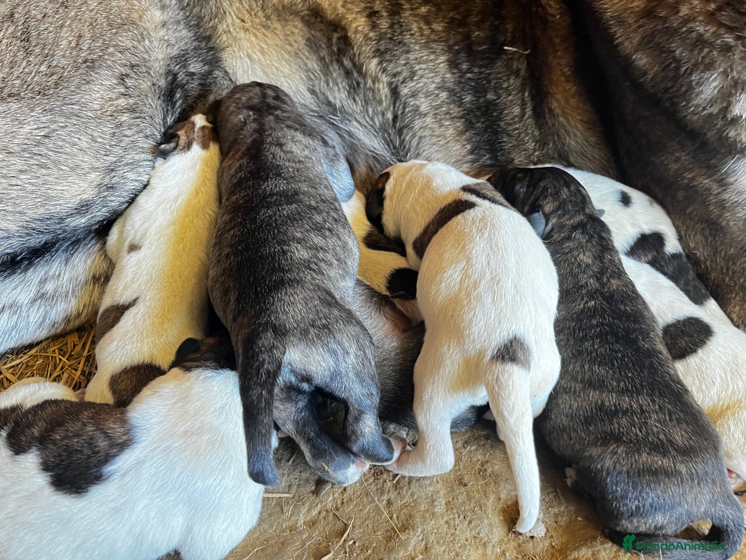 Mastín Español perros en venta: Mastín Español Autoctono Tradicional Ganadero - Imagen 3
