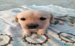 Labrador Retriever perros en venta: Labrador retriever  - Imagen 11