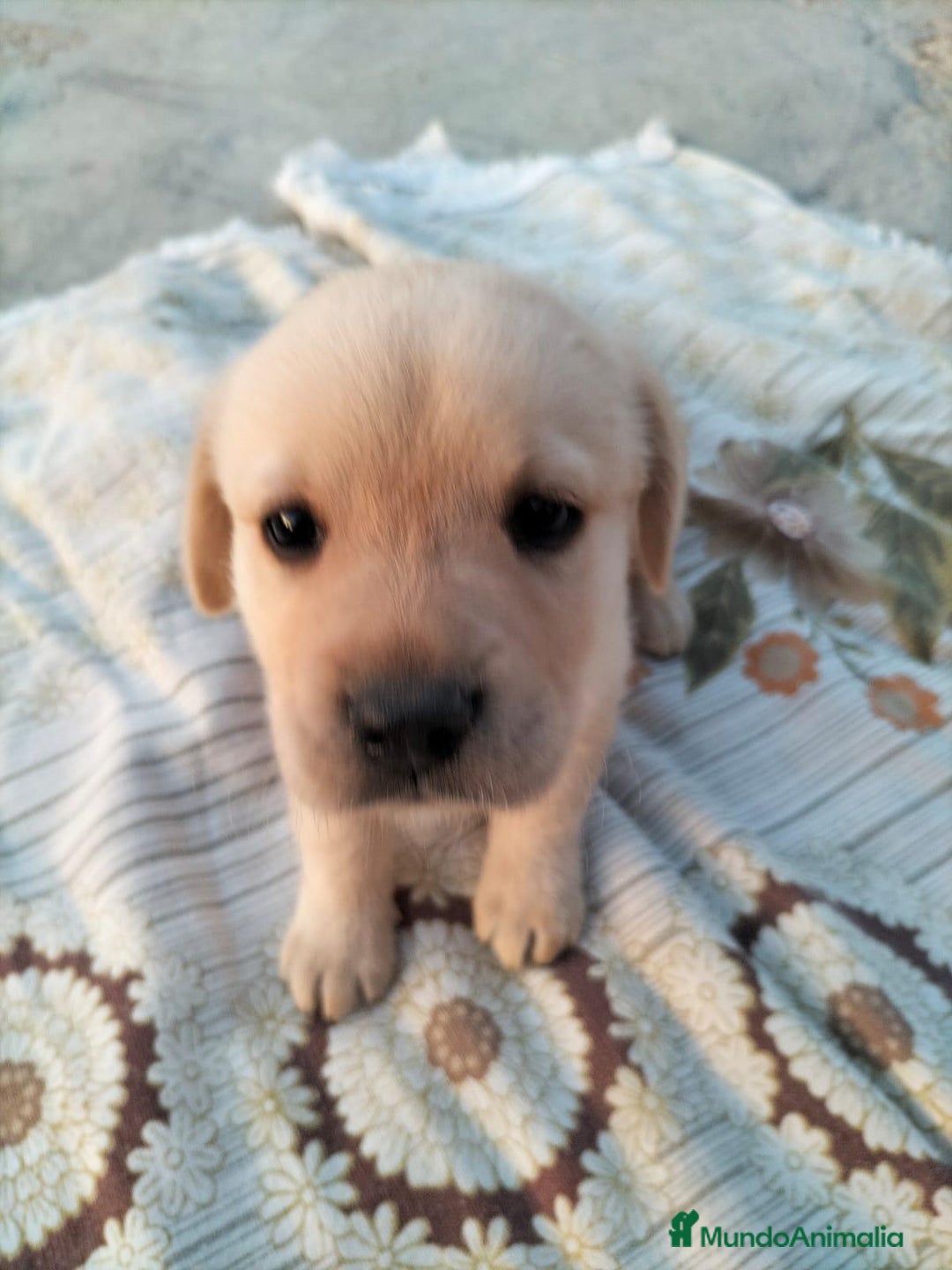 Labrador Retriever perros en venta: Labrador retriever  - Imagen 11