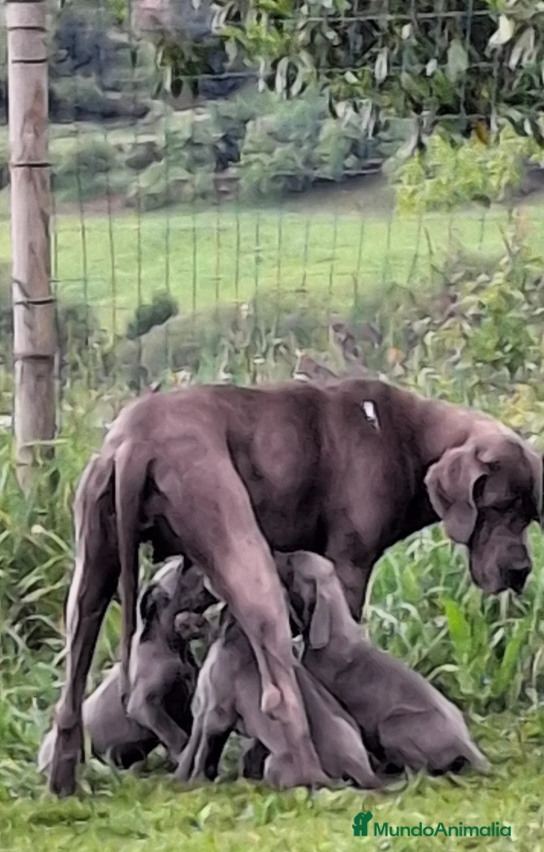 Dogo Alemán perros en venta: Cachorros azules Gran Danés - Anuncio 17