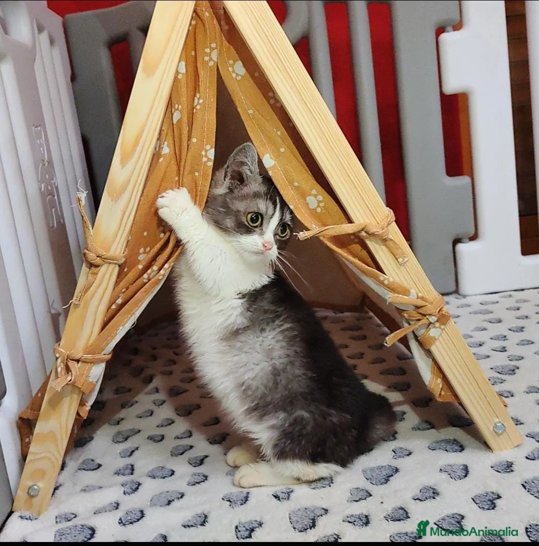 Munchkin gatos en venta: Maravillosos Munchkin en Madrid - Anuncio 3