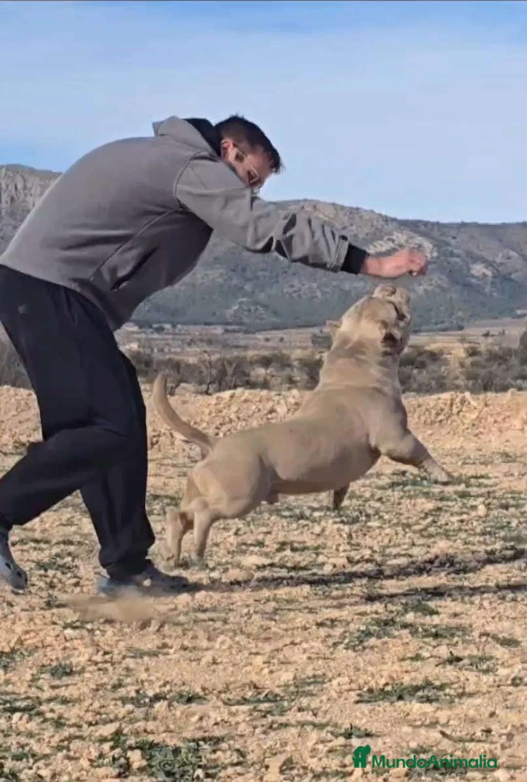 American Bully perros para monta: American Bully para monta en Alicante - Anuncio 5