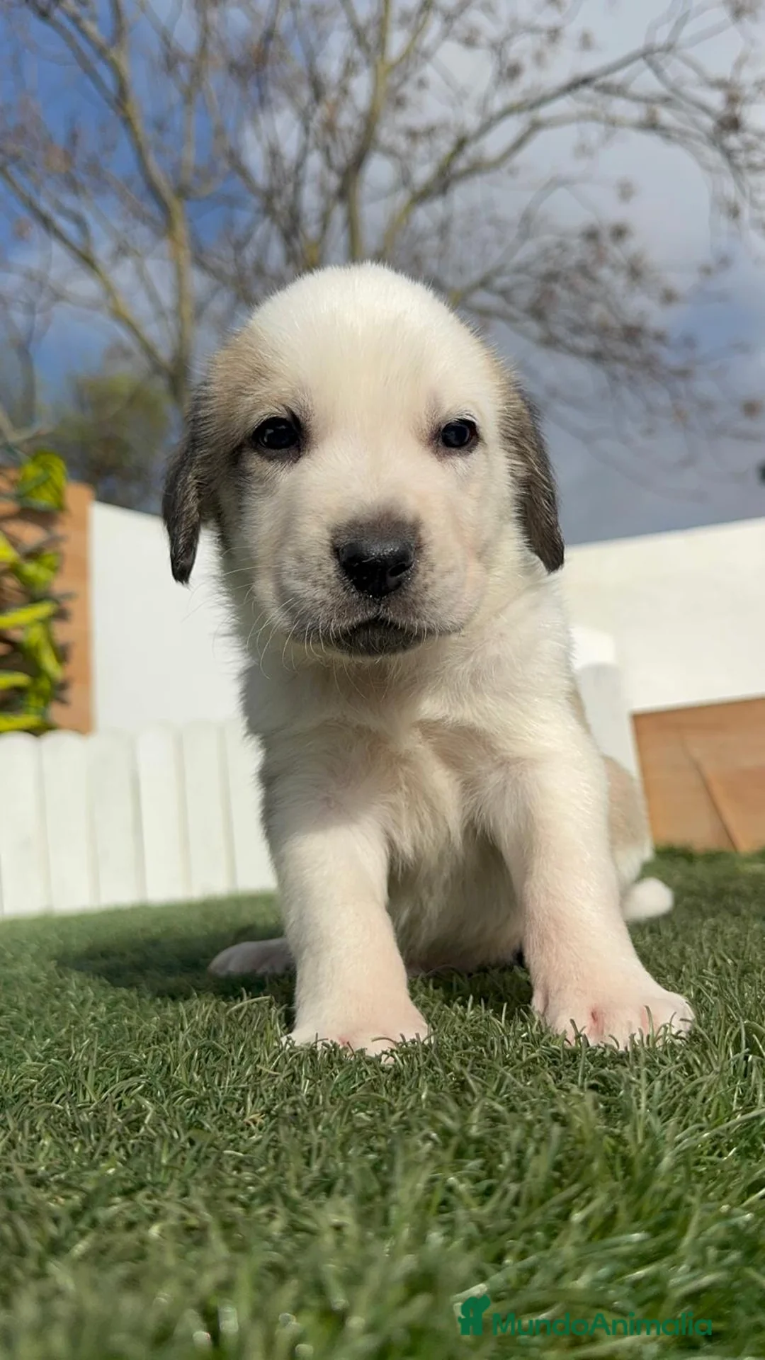 Mastín Español perros en venta: MASTIN ESPAÑOL - Anuncio 13