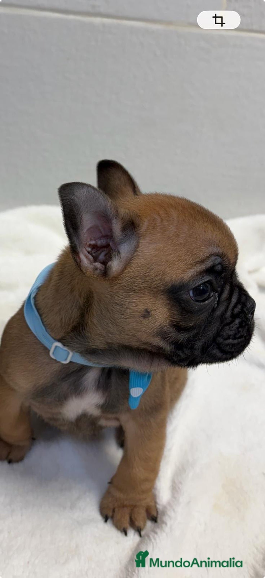 Bulldog Francés perros en venta: Bulldog francés  - Anuncio 3