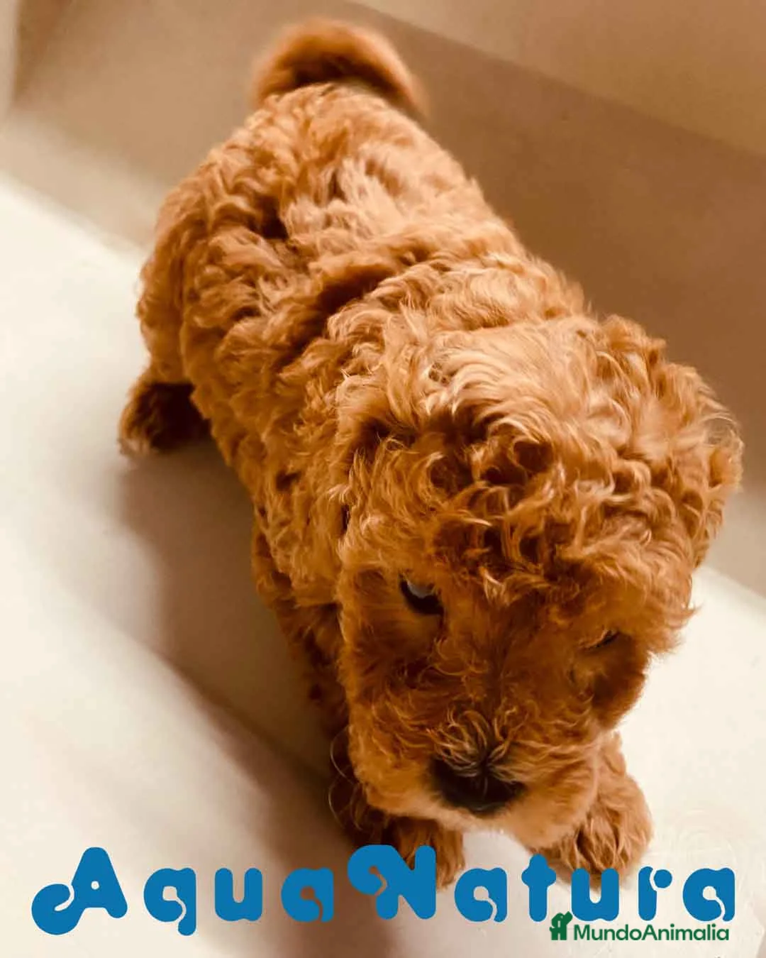 Caniche Enano perros en venta: Caniche Macho de Estela 4423 AQUANATURA en Barcelona - Anuncio 7