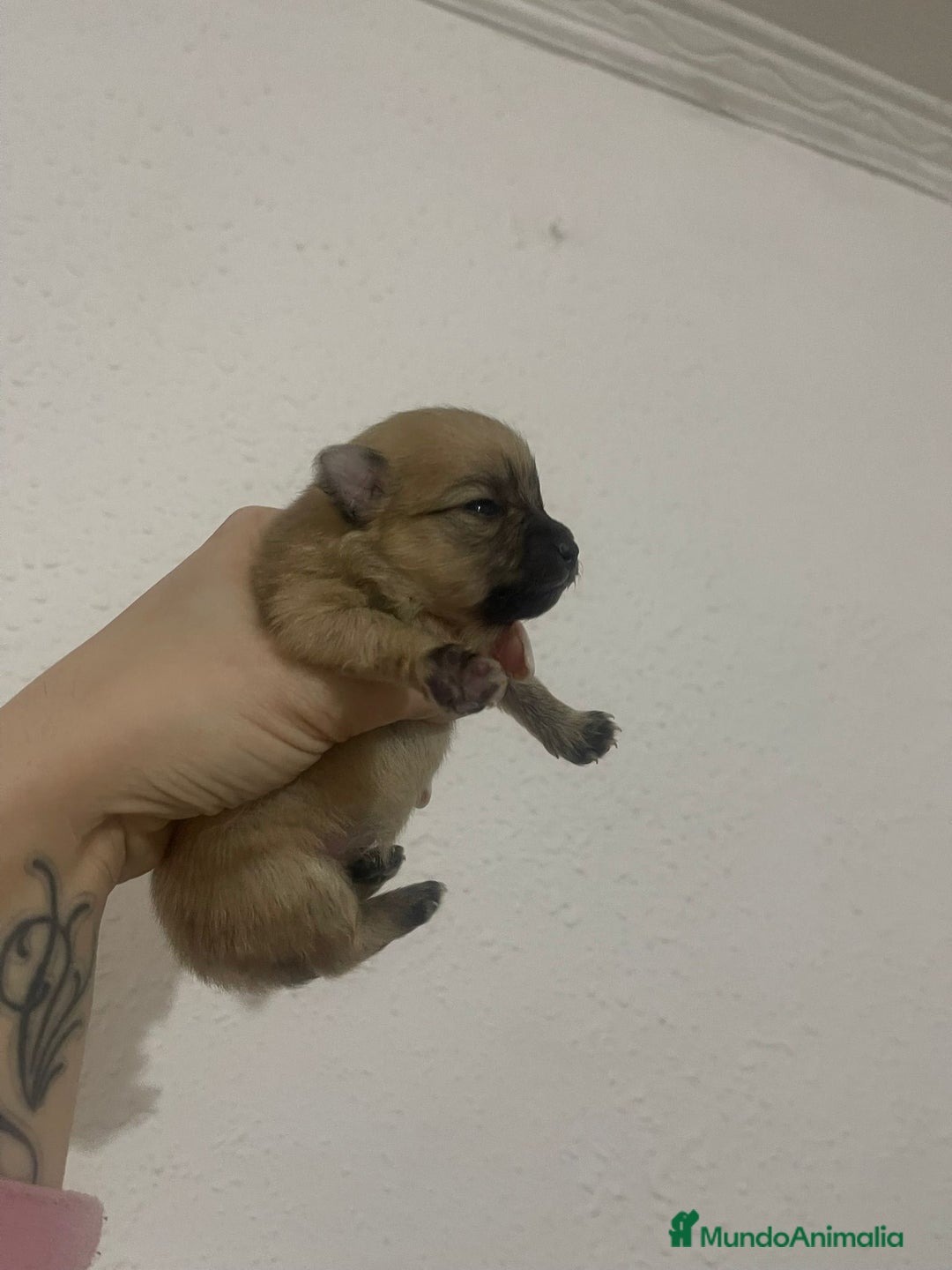 Pomerania perros en venta: Pomerania  - Anuncio 3
