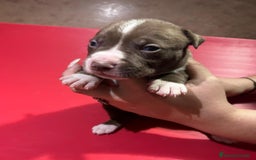 American Pit Bull Terrier perros en venta: camada American Pitbull Terrier  - Imagen 11