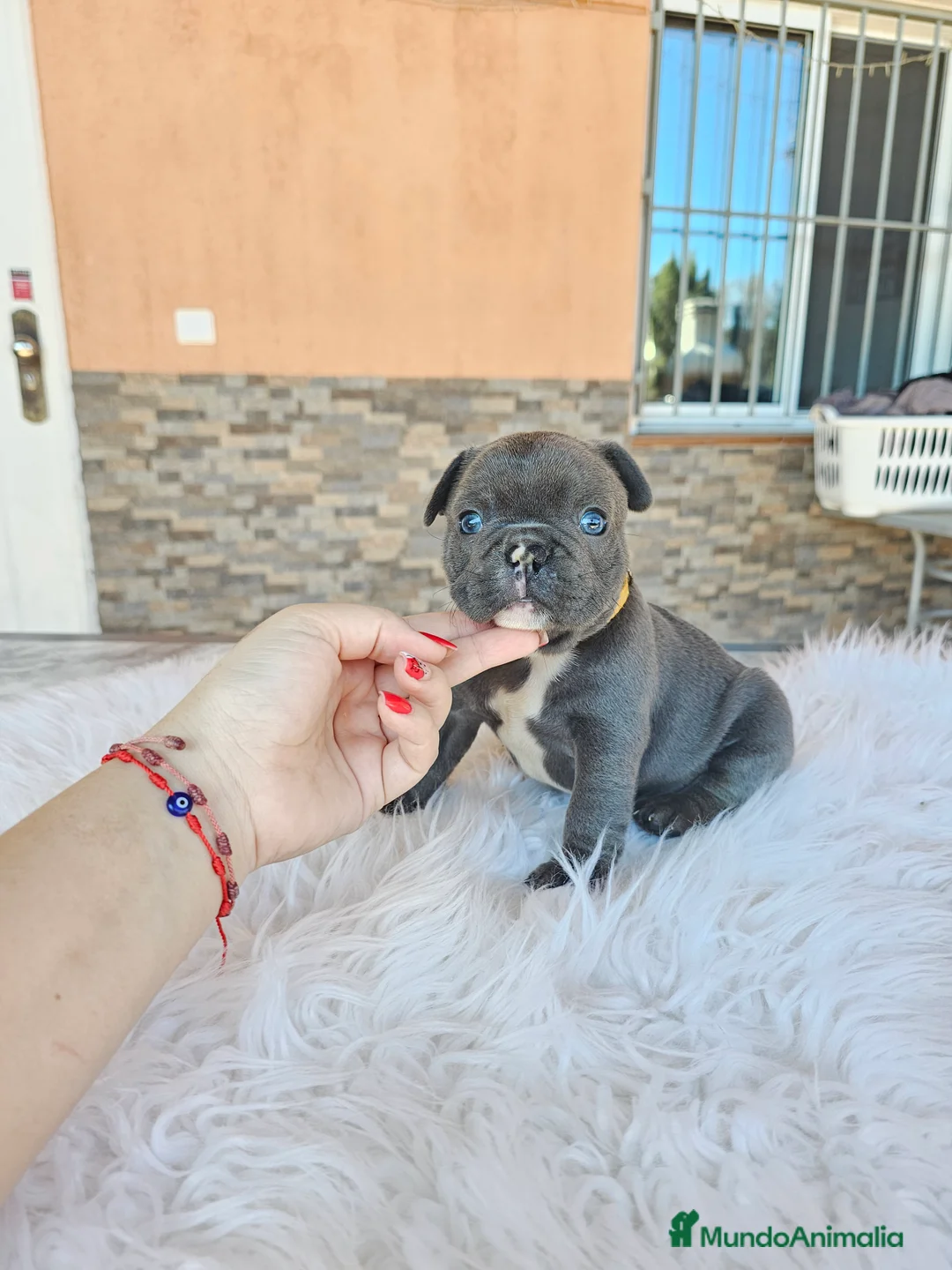Bulldog Francés perros en venta: Bulldog francés exoticos - Anuncio 8