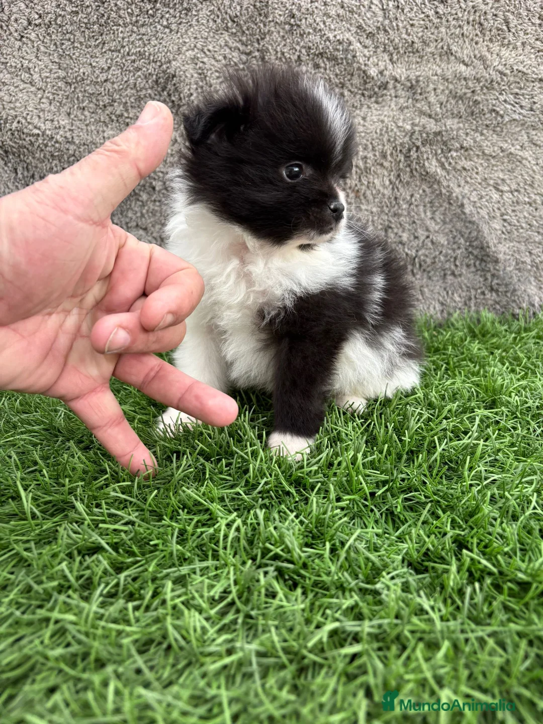Pomerania perros en venta: Macho toy lulu de Pomerania Party negro blanco  - Anuncio 5