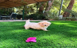 Maltipoo perros en venta: Maltipoo toy - Imagen 3