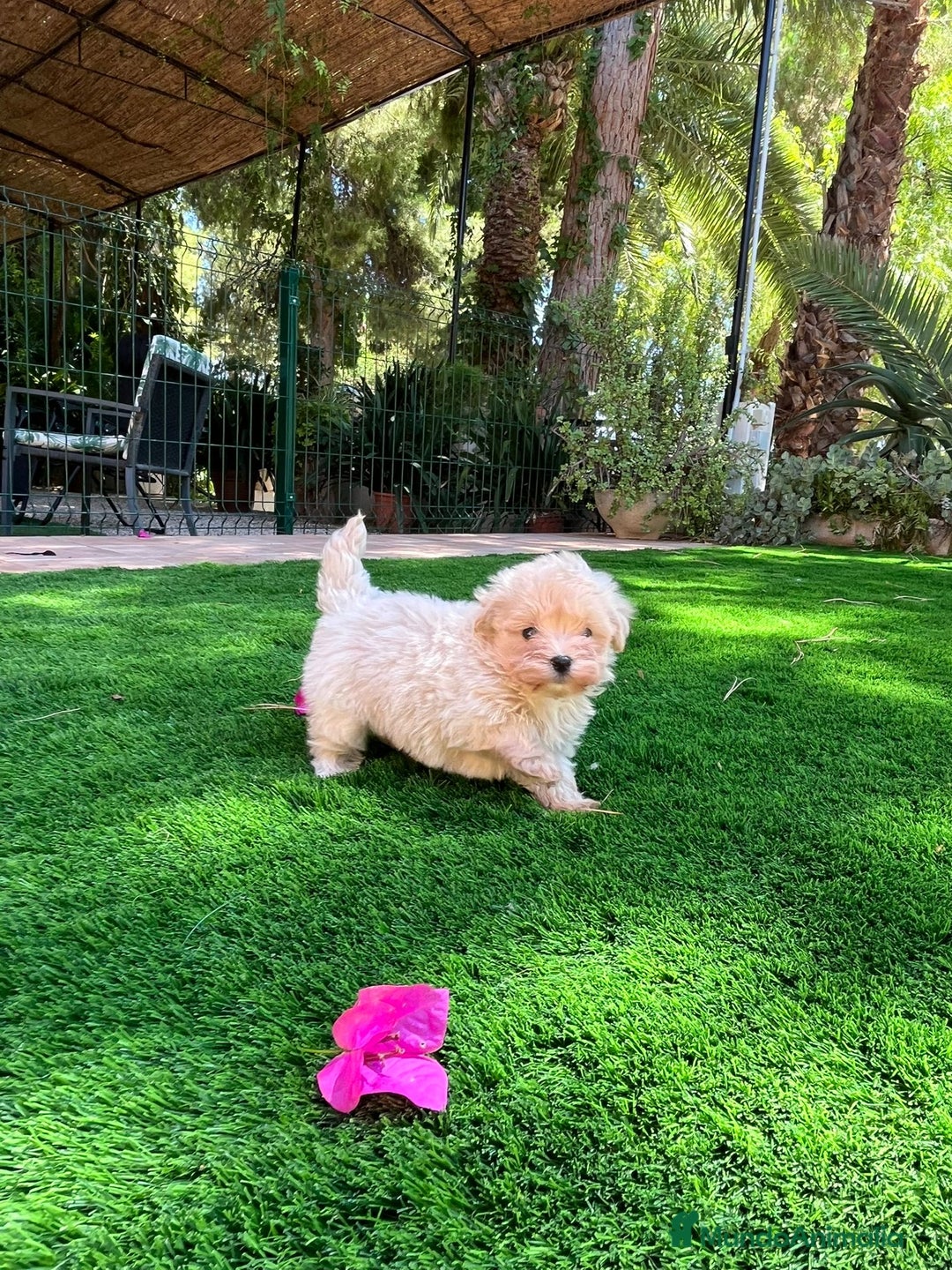 Maltipoo perros en venta: Maltipoo toy - Imagen 3