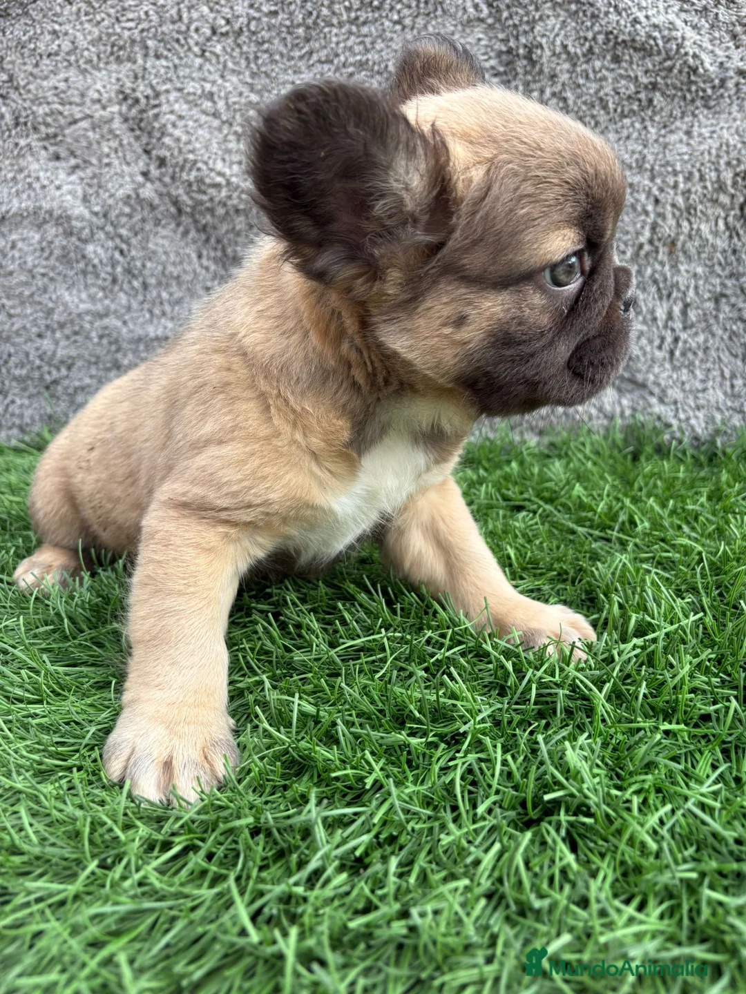 Bulldog Francés perros en venta: Bulldog frances hembra Fluffy lilac - Anuncio 17