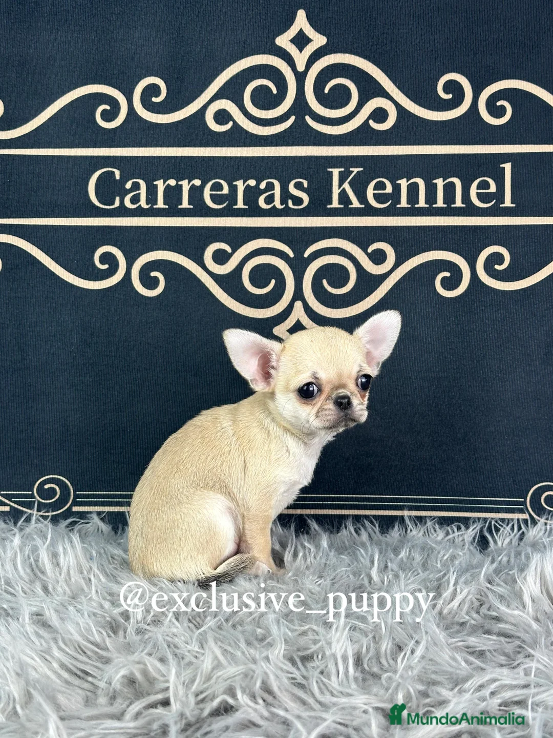 Chihuahua perros en venta: 🌸 Exclusiva Chihuahua Miniatura  - Anuncio 6