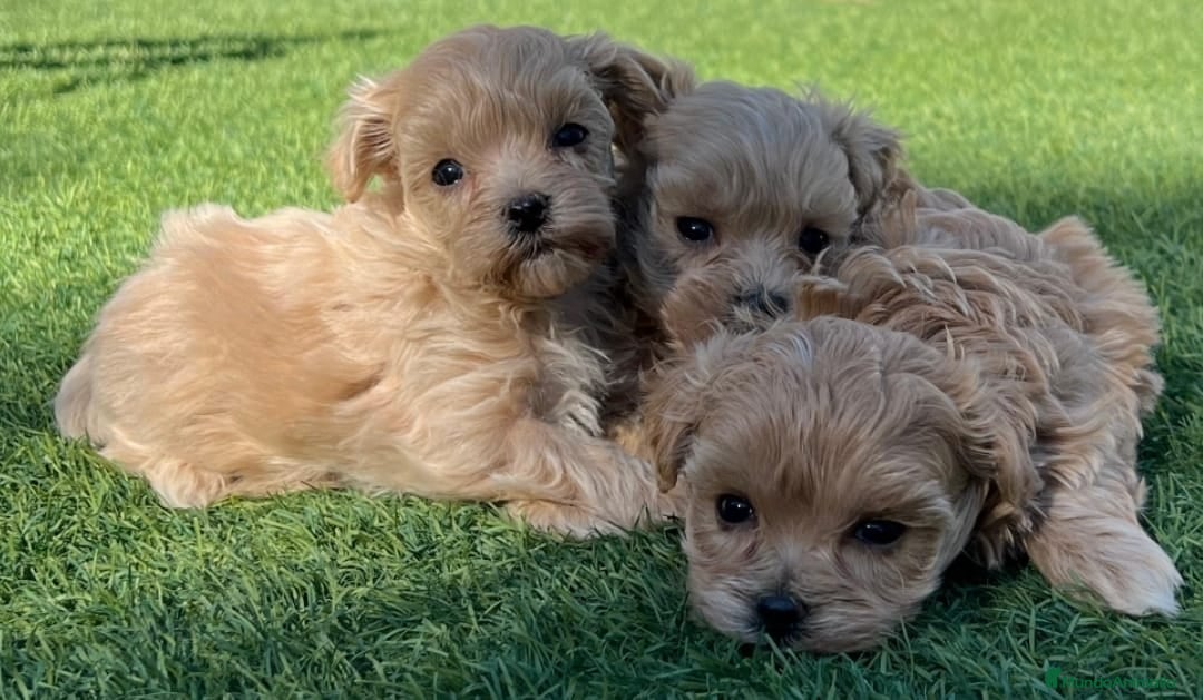 Maltipoo perros Maltipoo  toy - Anuncio 1