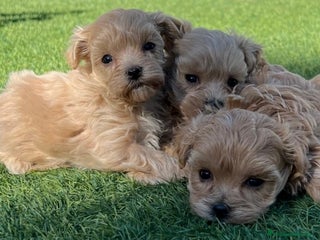 Maltipoo perros Maltipoo toy - Anuncio 1