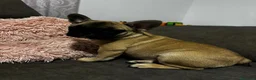 Bulldog Francés perros en venta: Cachorros de bulldog Francés  - Anuncio 12
