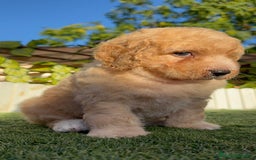 Perro de Agua Español perros en venta: PERRO DE AGUA ESPAÑOL  - Imagen 5